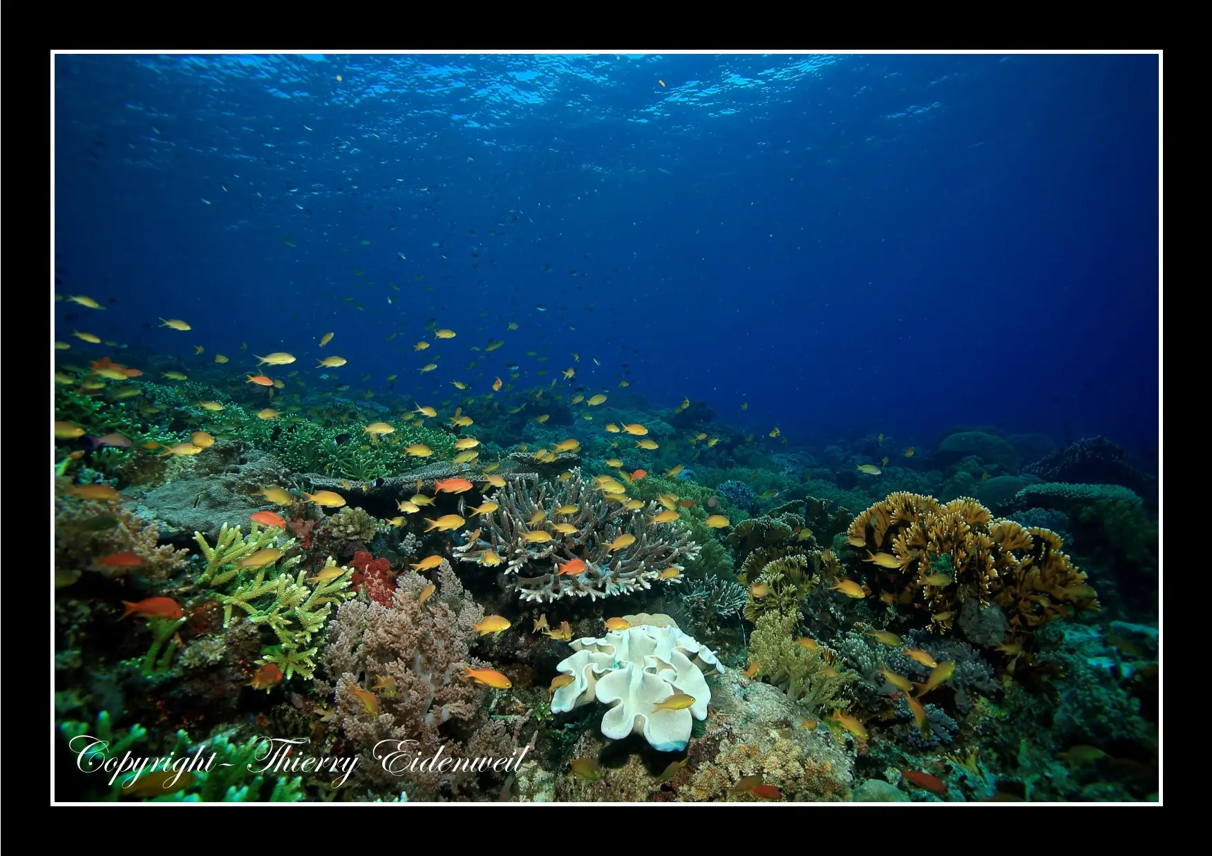 Anilao Macro Dive Media Highlight